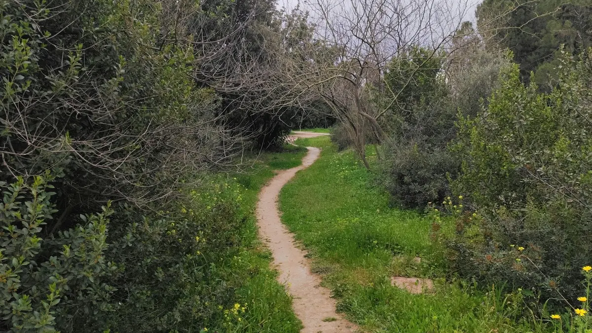 Winding path through dense, green vegetation, perfect for a peaceful nature walk.